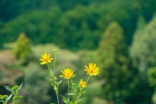 山里に咲くキクイモの黄色い花 山里に咲くキクイモの黄色い花の写真