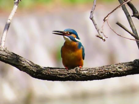 カワセミ カワセミ カワセミ,可愛い,鳥の写真素材