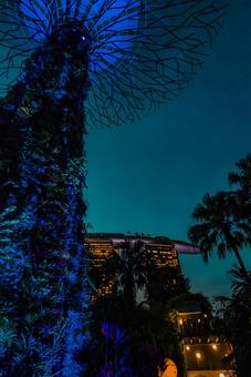 【シンガポール】スーパーツリー ガーデンズバイザベイ,スーパーツリー,植物園の写真素材