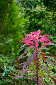 ハゲイトウ⑴ ハゲイトウ⑴ 植物,ハゲイトウ,ガンライコウの写真素材