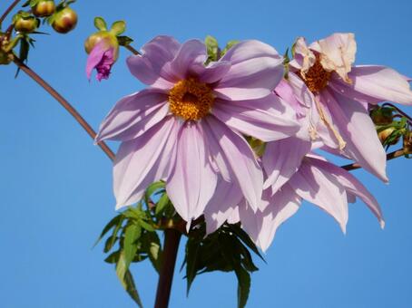 【花の写真】皇帝ダリア 皇帝ダリア,コウテイダリア,植物の写真素材