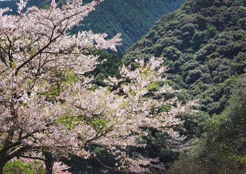 桜吹雪 桜吹雪 桜,桜吹雪,花びらの写真素材