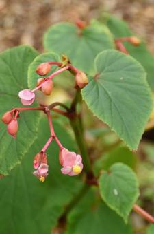 蝉の声響く処暑の頃：シュウカイドウ１ 植物,シュウカイドウ,秋海棠の写真素材