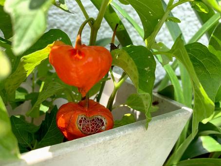 ほおずきの鉢植え ほおずき,鬼灯,ホオズキの写真素材