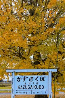 銀杏 銀杏,紅葉,秋の写真素材