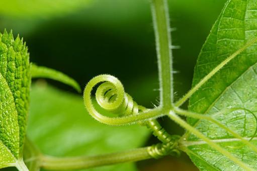伸びる新緑の蔦 植物,緑色,葉の写真素材