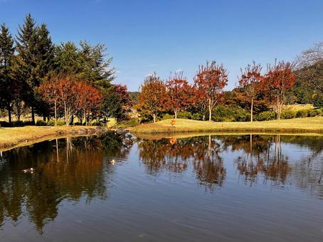 秋空ゴルフ５ ゴルフ,ゴルフコース,秋空の写真素材