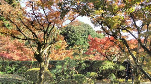 あき 秋,紅葉,色づきの写真素材