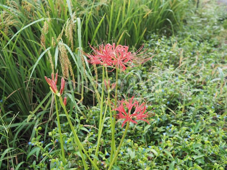 田んぼの縁の彼岸花 風景,屋外,彼岸花の写真素材
