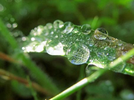 水滴と緑の葉の風景 水滴と緑の葉の風景 水滴,しずく,雨の写真素材