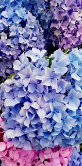 色味の美しい紫陽花 色味の美しい紫陽花の写真