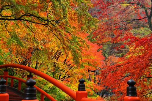 秋天的顏色, JPG 秋天的顏色, autumn leaves, yellow leaves, red, JPG