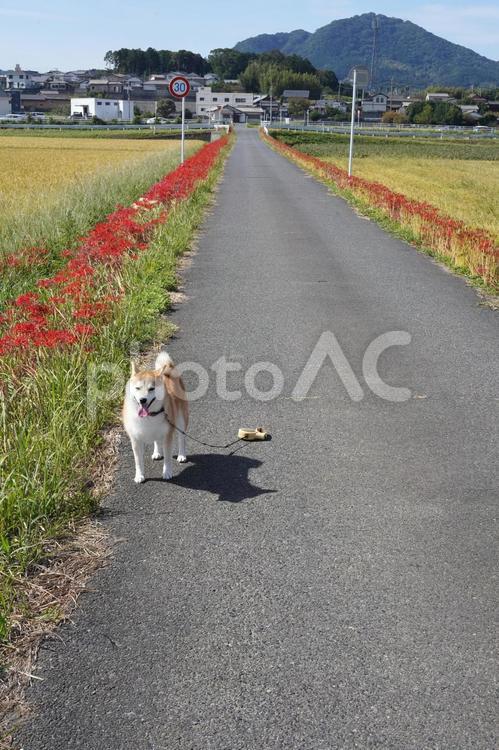 ゆずの散歩道・彼岸花街道 柴犬,犬,日本犬の写真素材