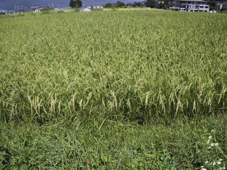 たわわに実る稲穂の田んぼ たわわに実る稲穂の田んぼ 稲穂,稲,秋の写真素材
