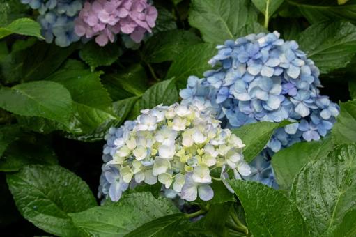 雨に濡れたあじさい　白青ピンク紫 あじさい,雨,雫の写真素材
