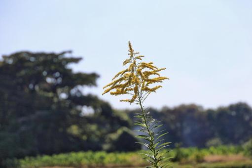 セイタカアワダチソウ セイタカアワダチソウ,黄色い花,花の写真素材