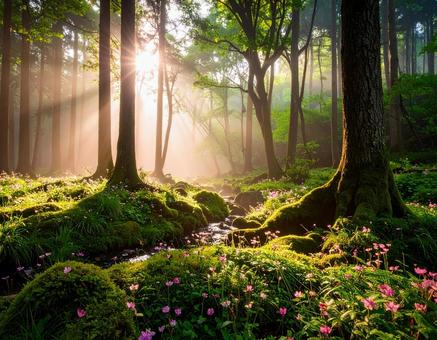 ガーリーな森林の風景01の写真