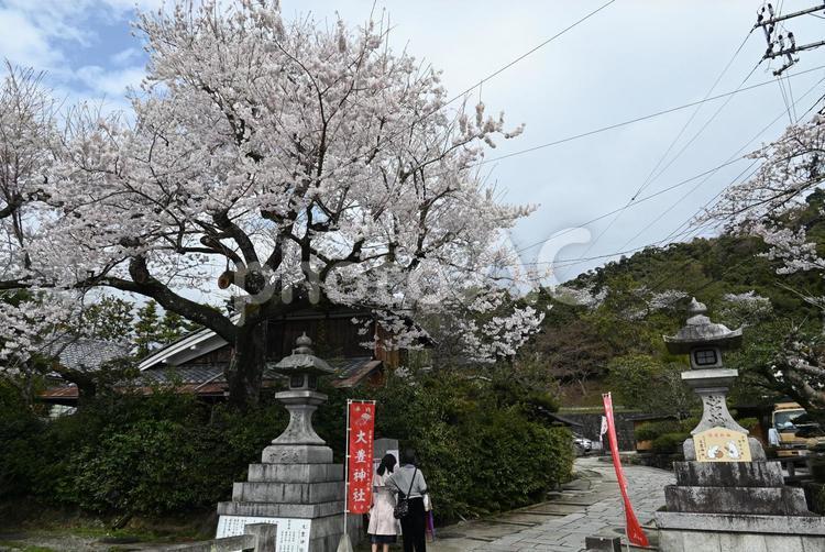 京都　大豊神社　桜　2022年 京都,大豊神社,桜の写真素材