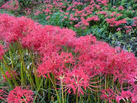 曇りの日の彼岸花 曇りの日の彼岸花 彼岸花,曼殊沙華,リコリスの写真素材