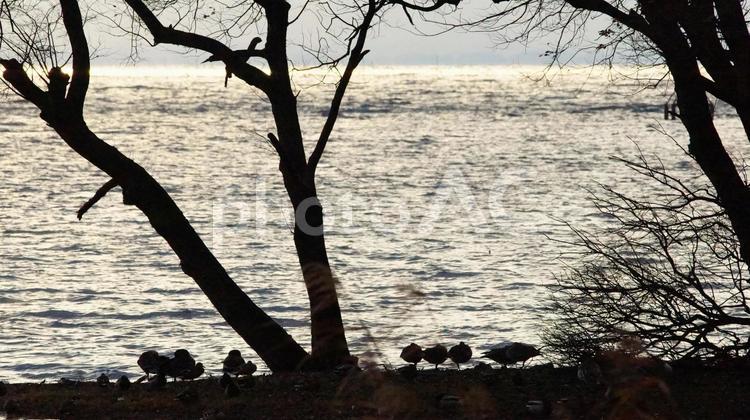 日暮れ時の水鳥たち 野鳥,水鳥,バードウォッチングの写真素材