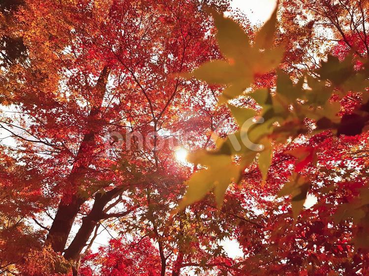 秋の色　日本の紅葉　もみじ狩り 紅葉,葉,秋の写真素材
