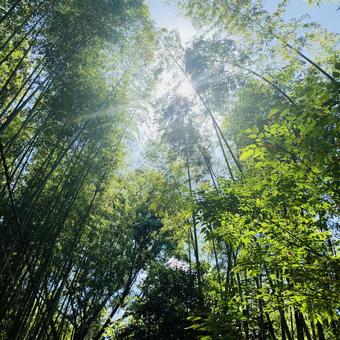 竹林 竹林の写真