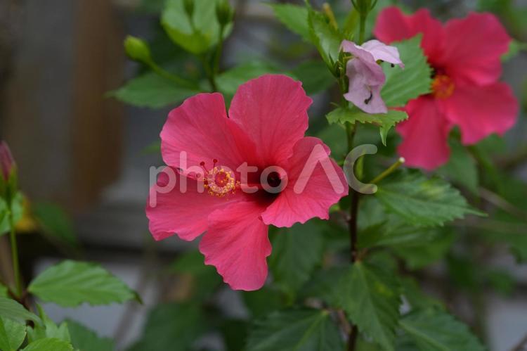 ハイビスカス ハイビスカス,花,温室の写真素材
