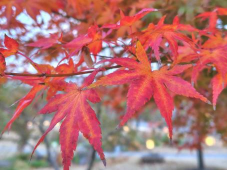 真っ赤なモミジ_41 紅葉,もみじ,秋の写真素材