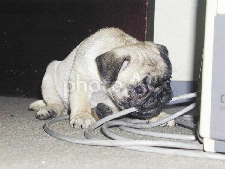 パグのいたずらな表情 パグ,犬,ペットの写真素材