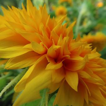 Sunflower, JPG Sunflower, JPG