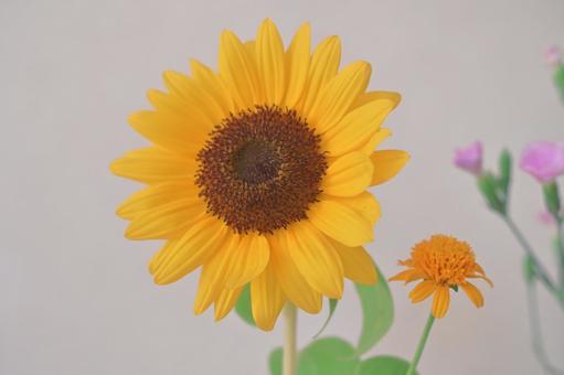花瓶に活けたひまわり 花瓶に活けたひまわりの写真