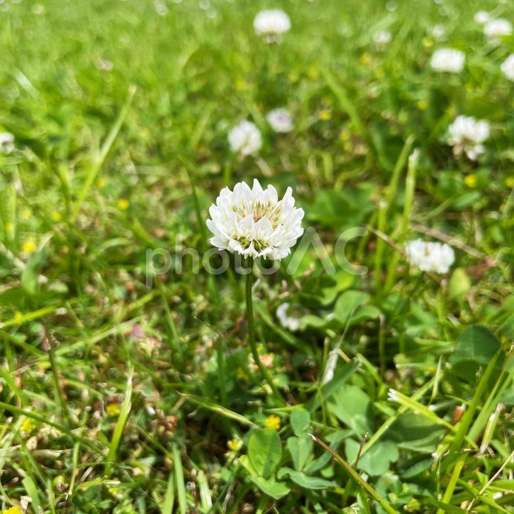 シロツメグサ 花,植物,鮮やかの写真素材