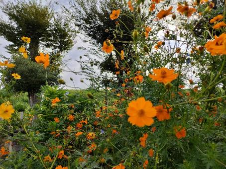 風に揺れる黄花コスモス 風に揺れる黄花コスモスの写真