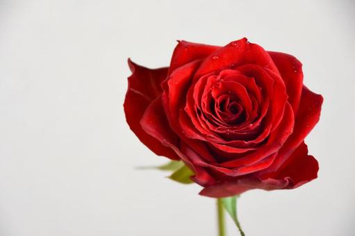 赤い薔薇 赤い薔薇 ばら,薔薇,美しいの写真素材