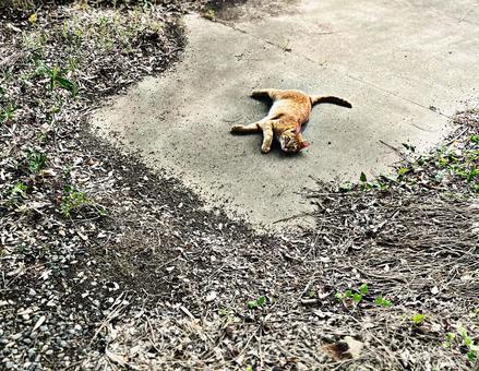 地面に寝転がる猫 地面に寝転がる猫 ネコ,地面,屋外の写真素材