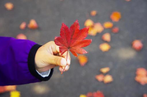 落葉と子供の写真