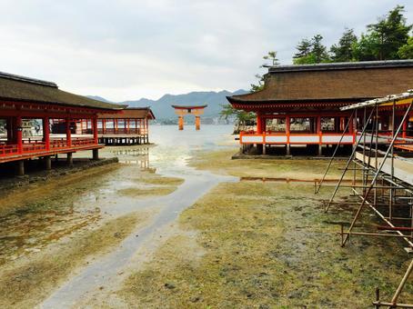 干上がった厳島神社 厳島神社,広島,海の写真素材