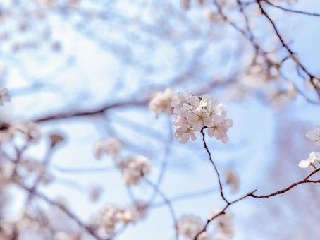 Somei-yoshino cherry blossoms and the sky, JPG Somei-yoshino cherry blossoms and the sky, JPG