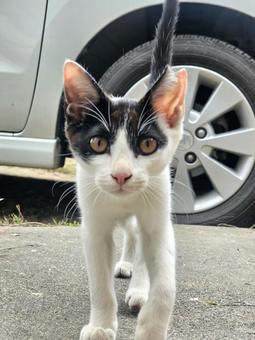 ウシ柄子猫ちゃんのアップ ウシ柄子猫ちゃんのアップの写真