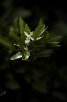 みかんの白い花 みかんの花,みかん,花の写真素材