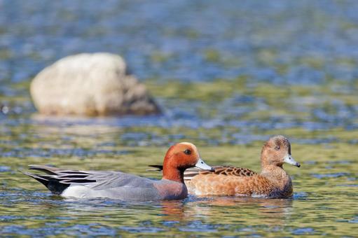 一緒に泳ぐヒドリガモの雄と雌 ヒドリガモ,カモ,鴨の写真素材