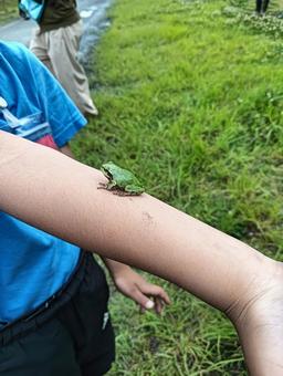カエル カエル カエル,かえる,蛙の写真素材