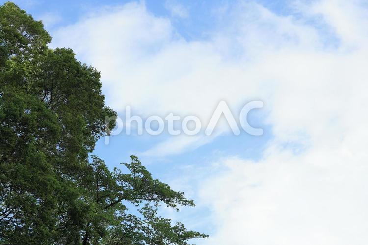 雨上がりの青空と新緑２ 空,春,背景の写真素材