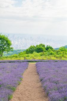 北海道 札幌市 幌見峠のラベンダー畑 北海道 札幌市 幌見峠のラベンダー畑の写真