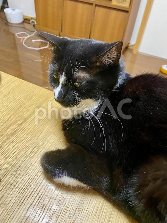 「猫】ママのそばでうとうとする猫 ネコとの生活,ネコのいる風景,動物の写真素材