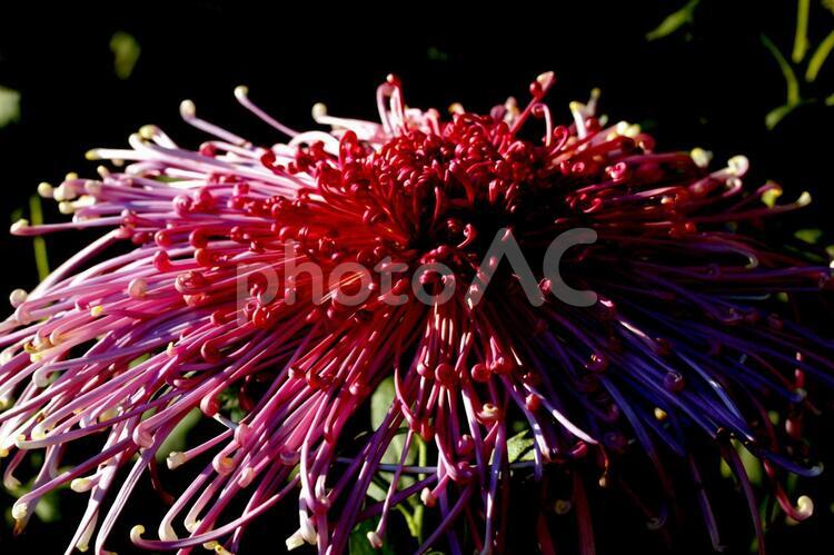 秋のシンフォニー　菊　05 植物,花,鉢植えの写真素材