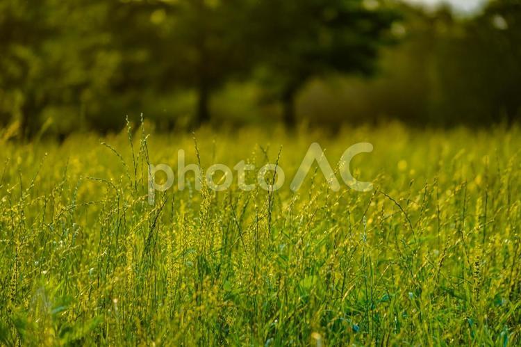 夏の日の草原の輝き 野草,夏,自然の写真素材