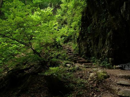 御岳山 ロックガーデン 御岳山 ロックガーデン 御岳山,苔,渓流の写真素材