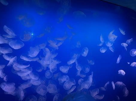 クラゲ クラゲの写真