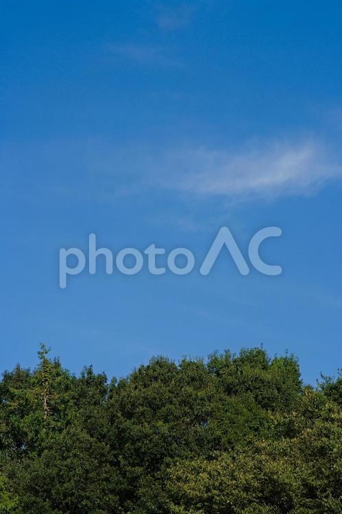 爽やかな青空と緑の森 青空,緑,森の写真素材